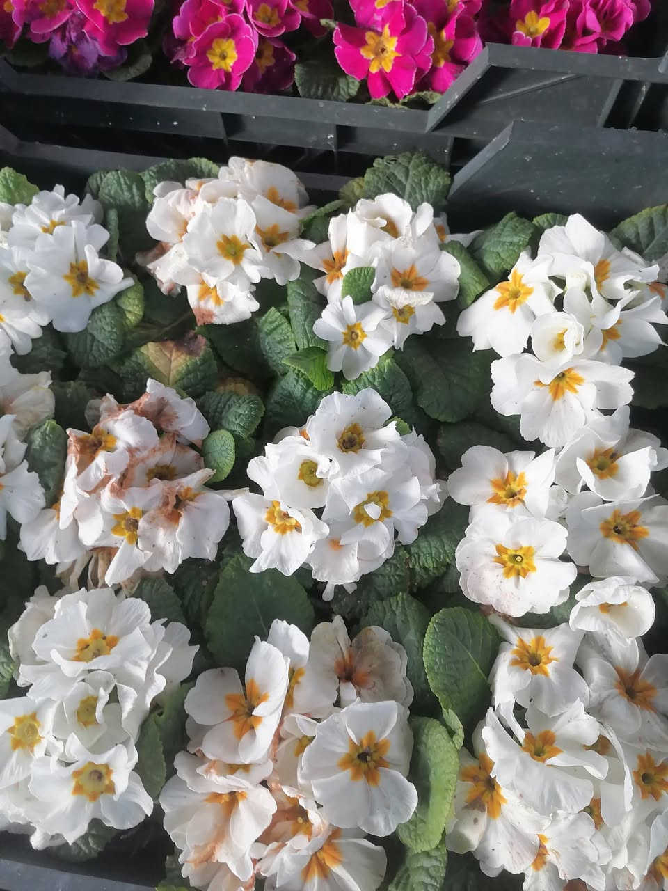 مشتل الربيعي سوق الشمري قرب عيادة ابو رافد مقابل خياطة احمد العكيلي النهروان


**إذا كنت صاحب هذا الإعلان وتريد حذفه لأي سبب، رجاءا أرسل رسالة إلى الدعم الفني**