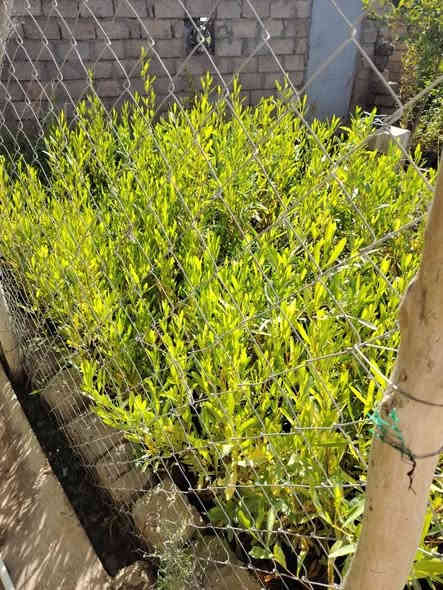 السلام عليكم
ددونيه ارتفاع من متر لى متر ونص
اسعار منسابه
اكو ب ٥٠٠
وكو ب ٧٥٠
***********
***********
من رخصت لادمن
