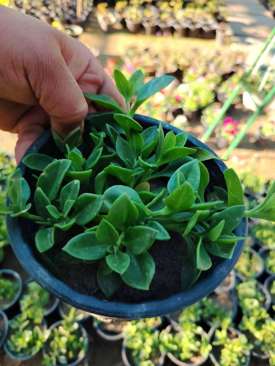 🌿 تراجي العروس🌿
من اجمل النباتات الخارجية
نبات عصاري سريع النمو
يصلح بالسنادين و الحدائق المنزلية.

سعر الشتله ١٥٠٠ فقط 💥
للطلب و إلاستفسار الاتصال على الرقم التالي *********** ☎️
يوجد خدمة توصيل داخل الكوت فقط 🚕
