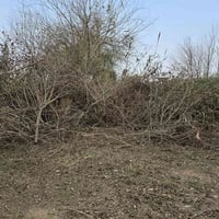 يوجد حطب في سبيل الله  اليريد يجي يحمل  خابر عل رقم يدليك  07824984253