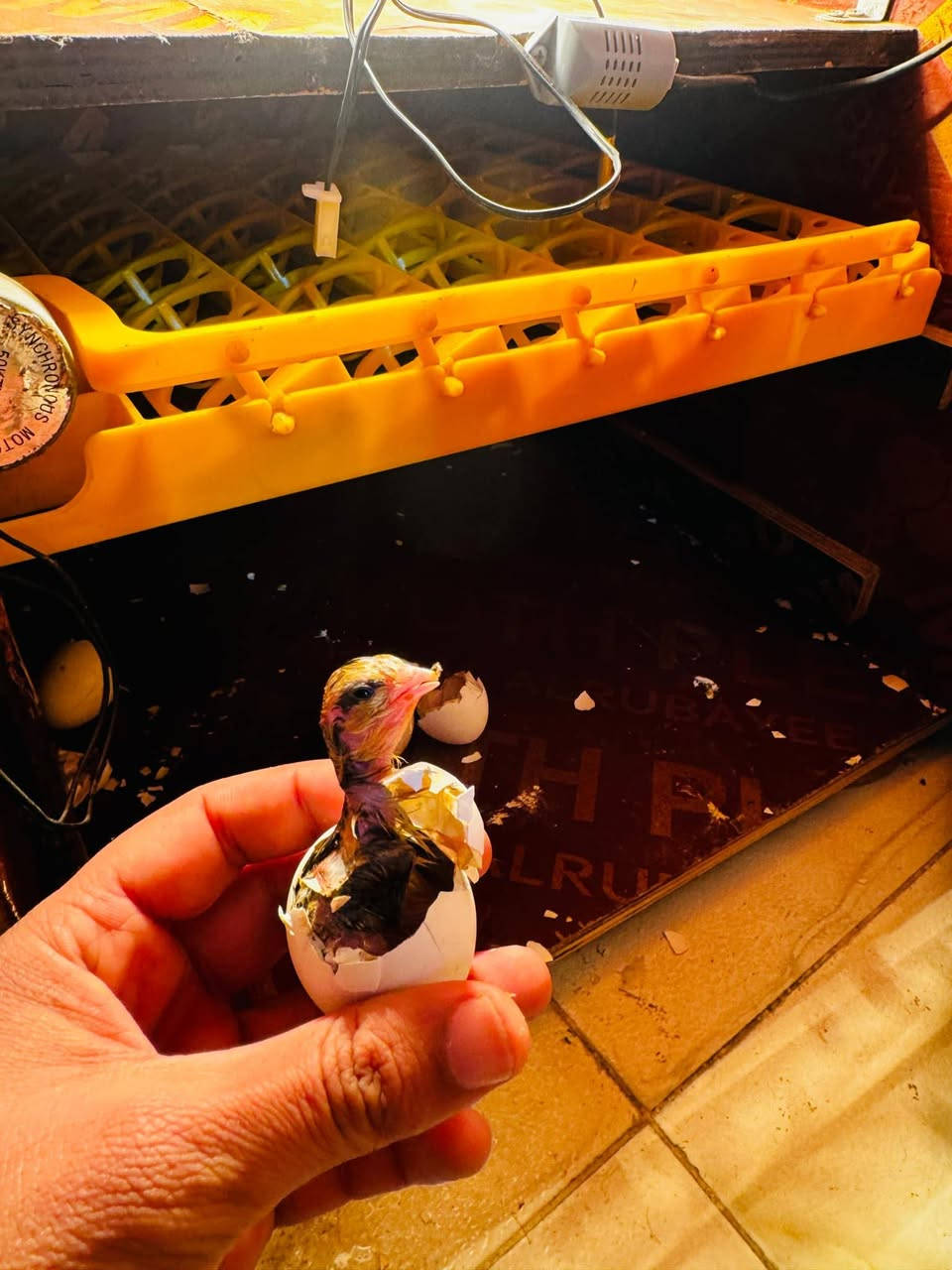 السلام عليكم 👏
متاح فقاسه   تقليب فول تماتيك+ مبخره ماي خلي ببض عوفه تاخذ رفين بيض🥚🧇رف كافه طيور 57🥚 رف ثاني مال طير سمان يخذ 144🥚بيضه هاي اليوم تفقيسه مباشر 👇نسبه تفقيس خير من الله🤲
توصيل🚕 حسب الاتفاق 
المكان🌍السماوه /الرميثه رقم📞 ***********
