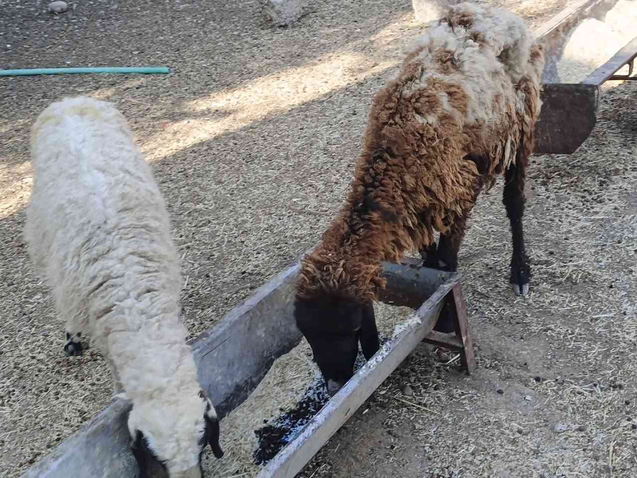 يوجد وراجين عدد 2مالات جنيه شرط نصاحه السعر 250 الف لزوج  قفل بدون عمله المكان بيجي رقم الهاتف ‏‪***********‬‏
