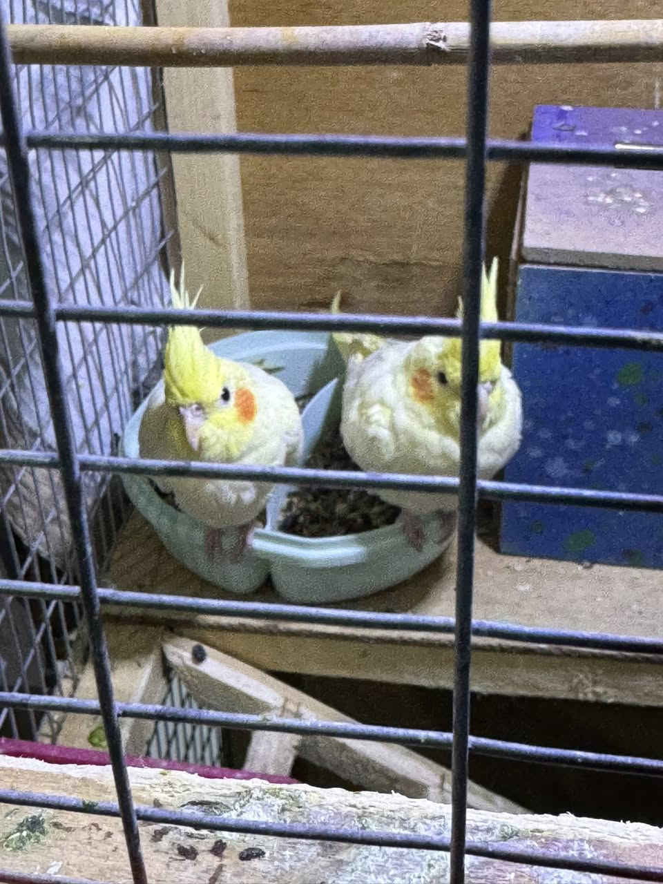 زوج كوكتيل  نضافه وصحى.   للبيع ب60 ولمراوس ابزوج كناري   المكان القرنه الشرش ***********
