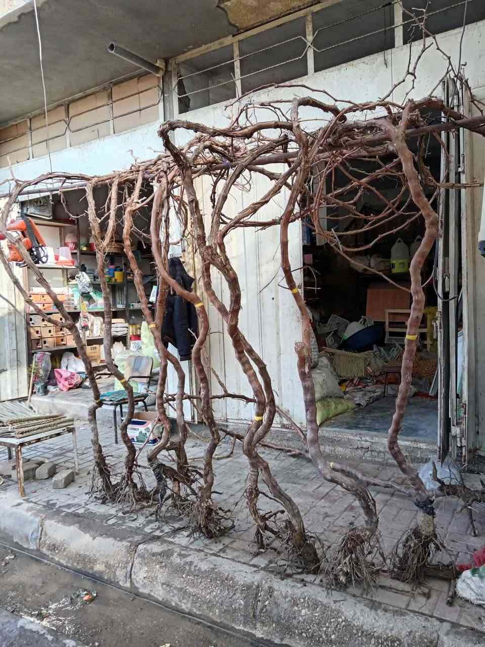 بسم الله ماشاء الله ♥

على بركة الله سوف تتوفر اشجار هذه الاصناف من العنب الامايات الخشنة في مشتل ابوبكر الاعمار من 3 الى 5 سنوات يعني تزرع وتاكل 😁😍

صنف حلواني 
صنف كمالي 
صنف كشمش بدون فرصم

اخواني الاعزاء الكمية كبيرة ان شاء الله والي يحب يحجز قبل نفاذ الكميه يتفضل 🩵

السعر 10.000 الاف فقط 😍

عنواني الانبار القائم حصيبة 

للحجز الاتصال على الرقم *********** مشتل ابوبكر
