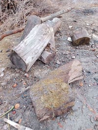 خشب • للبيع