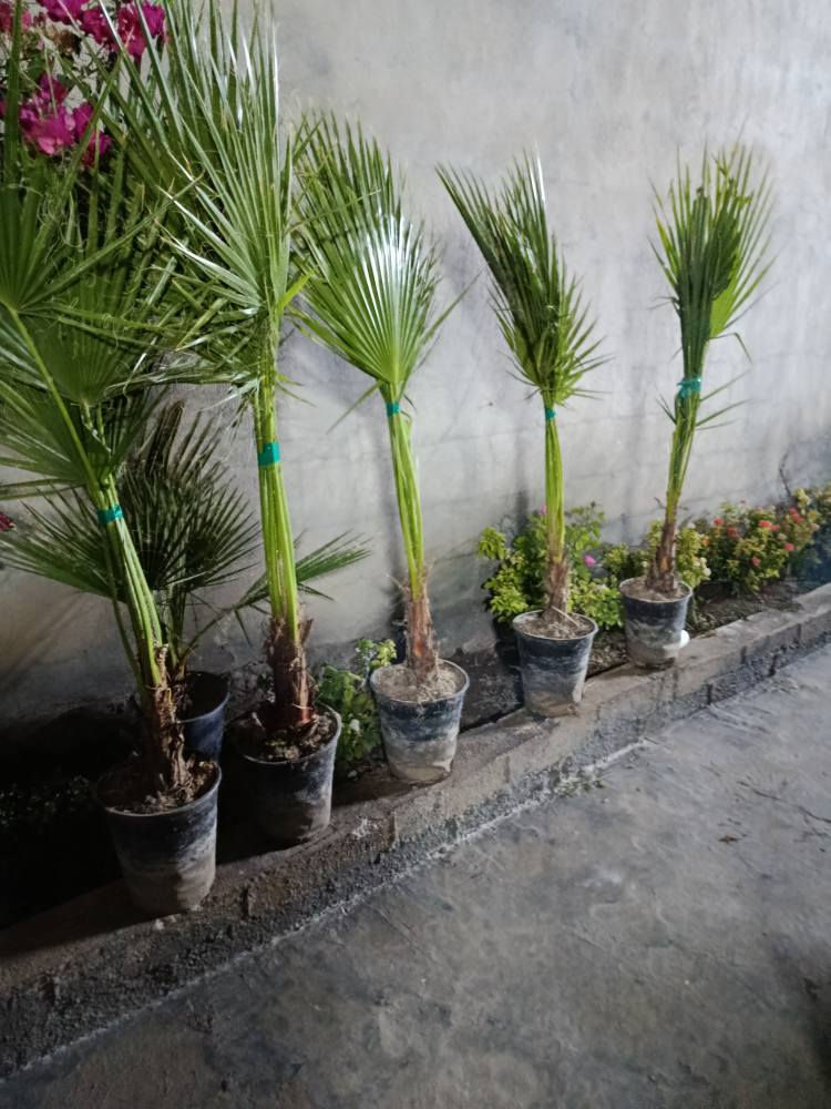 ‎دارى واشنتؤنيا بةهةرزانترين نرخ🌲‎ أربيل, العراق


**إذا كنت صاحب هذا الإعلان وتريد حذفه لأي سبب، رجاءا أرسل رسالة إلى الدعم الفني**