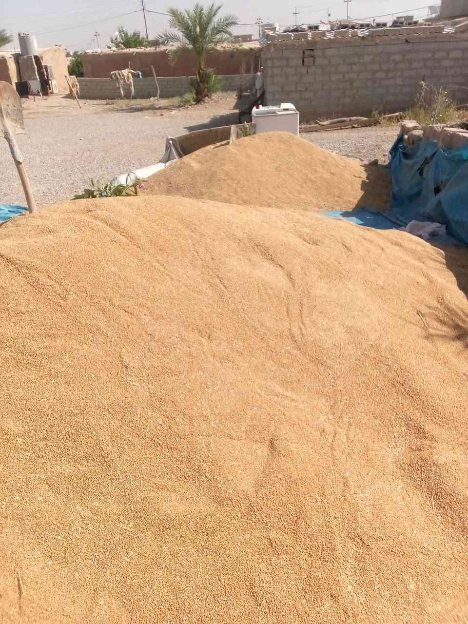 حنطة اقچة بنت بنت الجيس نظافة فول حبة متروسة كمية محدودة للطلب والاستفسار الاتصال بنا،،،***********
