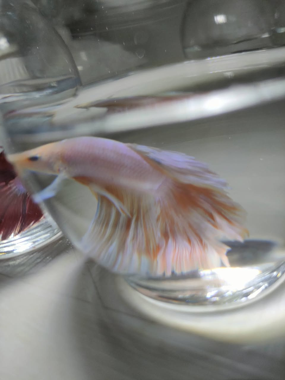 أسماك الفايتر 🐟🎀
لاتحتاج للاوكسجين ✅ 
👇👇👇👇

كيس طعام ✅ 
حوض زجاجي ✅ 
حجر طبيعي ابيض ✅
#اسماك_الزينه🐠🐟🐋🐳🐡 #احواض_سمك_زينه #احواض_سمك #سمكة_الفايتر


**إذا كنت صاحب هذا الإعلان وتريد حذفه لأي سبب، رجاءا أرسل رسالة إلى الدعم الفني**