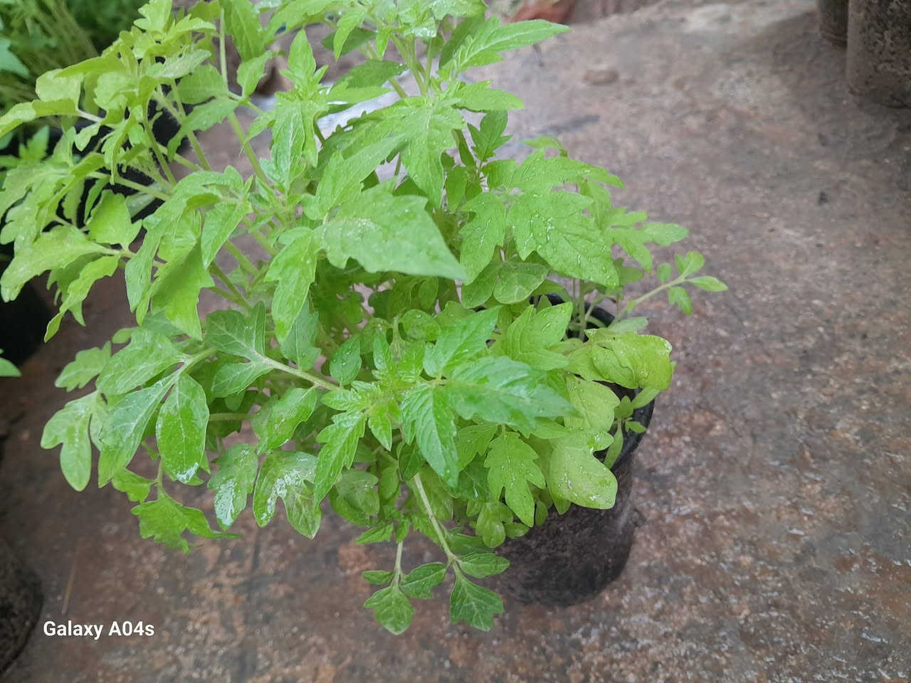 السلام عليكم توجد دايات طماطم ناعمه و وسطانية هيتاوية جمله  ٧٥٠ ومفرد ب ١٠٠٠ السندانه ت (***********) العنوان هيت يوجد توصيل داخل هيت فقط
