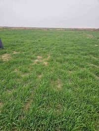 الكوت البسروكيه • 12دونم • بيت طابوك 240م