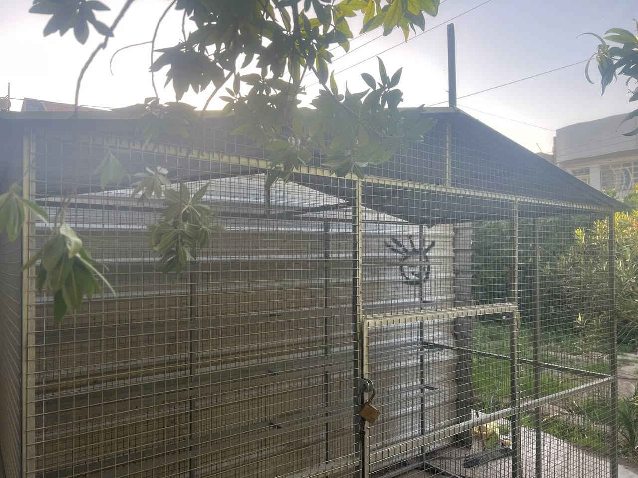 قفص للطيور ترهم محمية للطيور حجم كبير حديد ابعادها ٣ متر طول عرض متر ونص ارتفاع مترين ونص جمالي كلش نضيف السعر ٤٠٠ الف اذا مهتم عل خاص وتدلل


**إذا كنت صاحب هذا الإعلان وتريد حذفه لأي سبب، رجاءا أرسل رسالة إلى الدعم الفني**