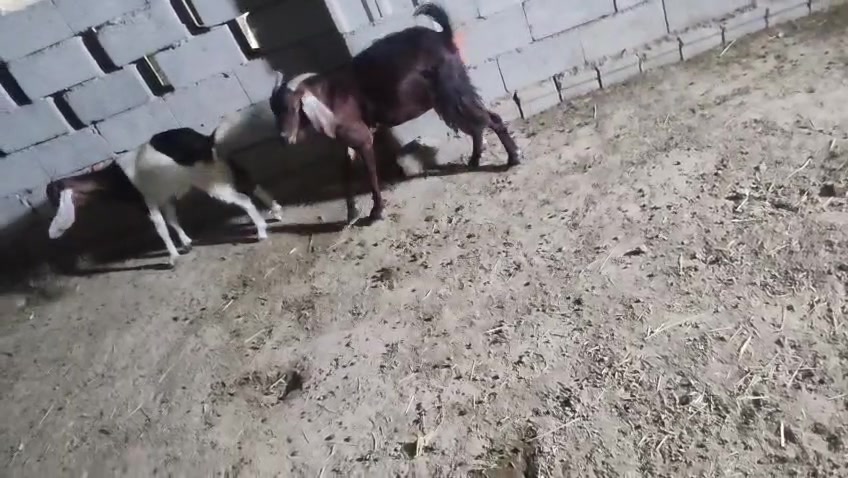 يالله سلام عليكم اخوان صخول العدد ثلاثه وحده وراها توم كشاتير سمان وخشنات وحده وراها معبره وحده اولاد شهر كلهن حلوات ومخيارات الي يريدهن هسا يتواصل وياي المكان واسط الشحيميه قريه 10
*********** 
يالله سلام عليكم اخوان صخول العدد ثلاثه وحده وراها توم كشاتير سمان وخشنات وحده وراها معبره وحده اولاد شهر كلهن حلوات ومخيارات الي يريدهن هسا يتواصل وياي المكان واسط الشحيميه قريه 10
