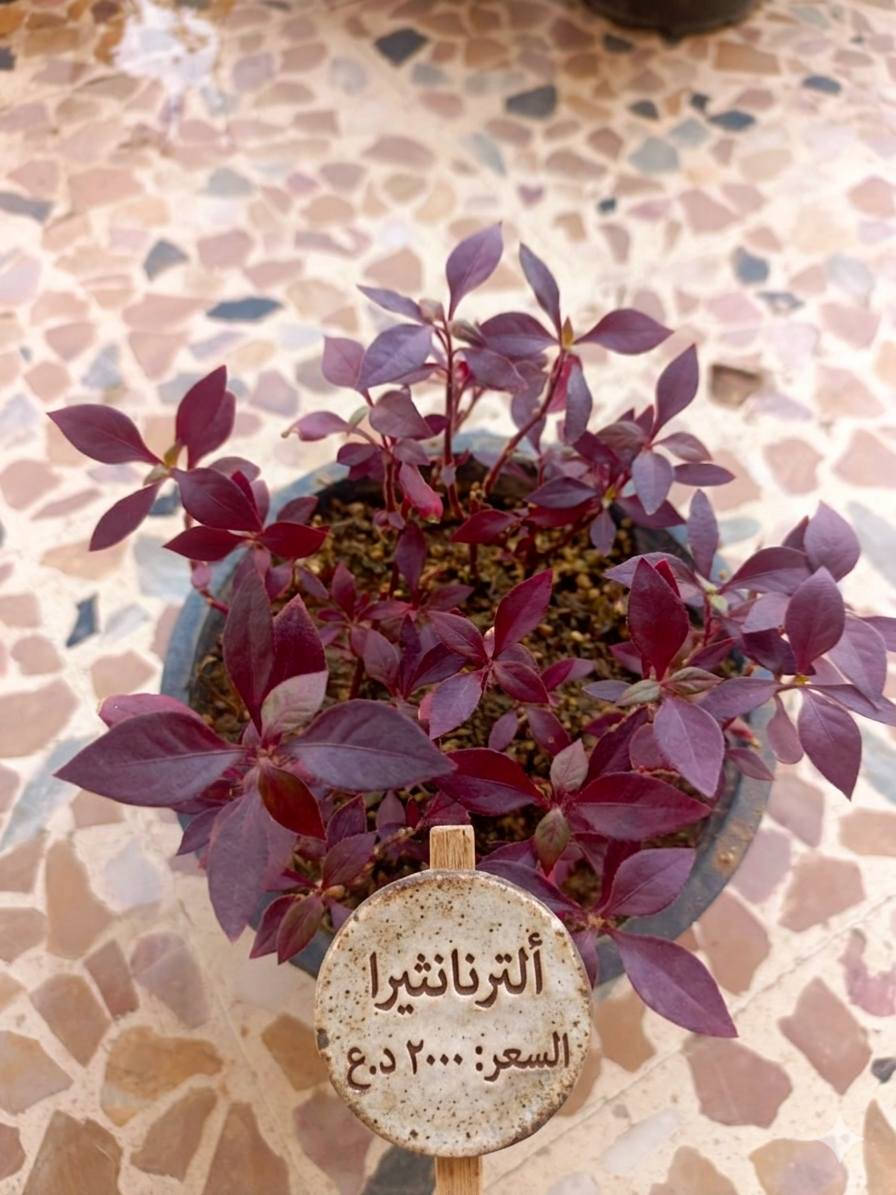 الجمال صار قريب عليكم! 🌸
أنواع مختلفة من نباتات الظل والزينة متوفرة الآن بأسعار تنافسية تناسب الجميع (تبدأ من 1000 إلى 10,000 دينار فقط). زورونا واختاروا اللي يعجبكم..

​✅ خدمة التوصيل متوفرة لكافة أحياء الموصل! 🚗💨

يعني وين ما تكون بالموصل، نباتاتك توصلك لحد الباب.

​ولا تنسون، عدنا مجموعة كبيرة ومتنوعة من باقي النباتات موجودة على صفحتنا، تكدرون تتصفحون الصور وتشوفون كل الأنواع المتوفرة حالياً! 🌿✨

​📍 الموقع: الموصل / حي التأميم / قرب المستوصف.

حيّاكم الله! ❤️


**إذا كنت صاحب هذا الإعلان وتريد حذفه لأي سبب، رجاءا أرسل رسالة إلى الدعم الفني**