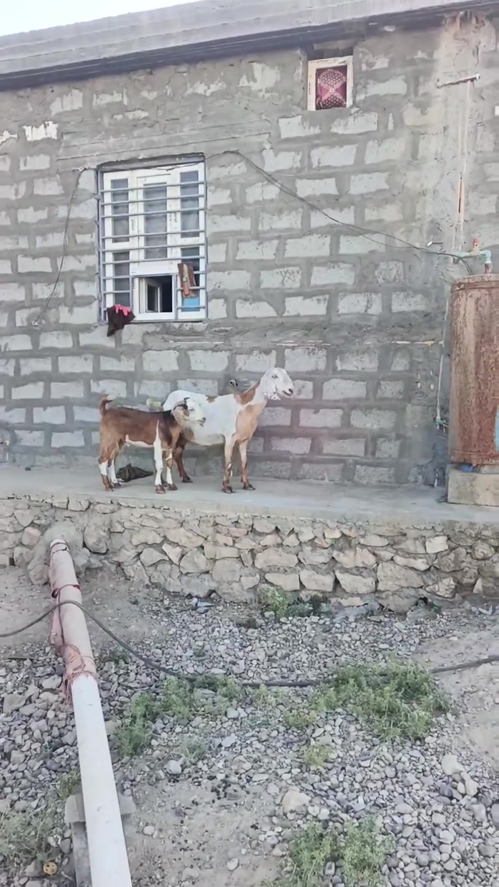 بسم الله ما شاء الله تبارك الله اذكر الله صلوا على النبي متاح عنز رقم واحد شاميه تفاصيل كامله داخل الفيديو سعر 425 وبيها مجال للشراي المكان زويه ناحيه الفرات قرب قضاء هيت جزيره البونمر *********** اتصل او وتساب
