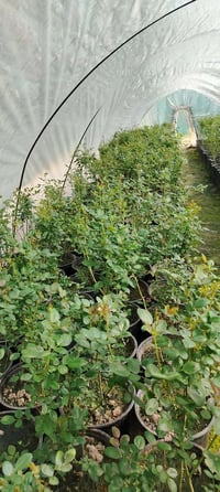 ورد جوري • سلطاني عراقي • سندان ٢٦