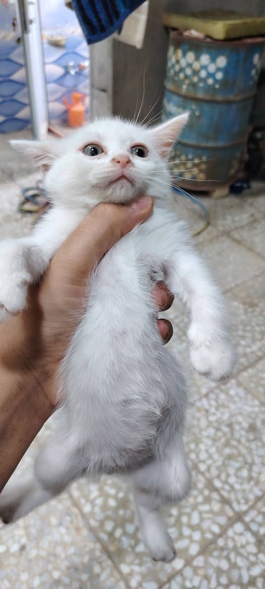 سلام عليكم عندي هذني للتبني منو يريد خل يراسلني وتدللون


**إذا كنت صاحب هذا الإعلان وتريد حذفه لأي سبب، رجاءا أرسل رسالة إلى الدعم الفني**