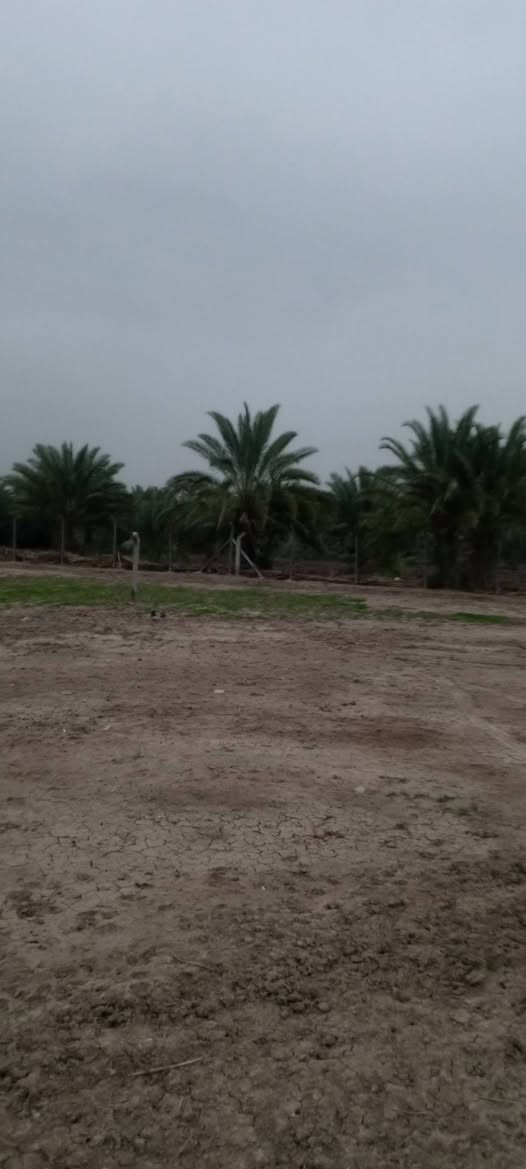 قطعه للبيع طابو صرف زراعي سند 25 المساحة 620م العنوان الحمزة الغربي حي عدنان الزراعي كاع سيد شاكر الواجه 23والنزال 28 ركن على شارعين الاستفسار @الاتصال على الرقم *********** السعر 80 قفل

