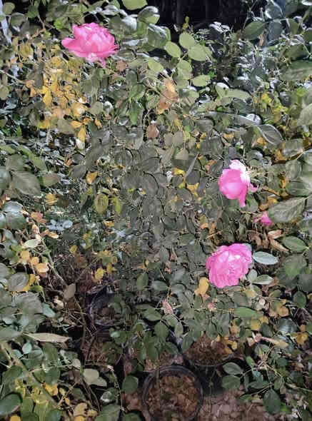 ياالله ياالله ياالله 📢📢يعلن مشتل شركة الأمثال النجفيه عن قنبلة الموسم توفر الورد الجوري السلطاني الوردي العطري حجم كبير جدا  امهات سندان ارتفاع متر أو أكثر بسعر 4000وكل ثلاث شتلات بسعر 10000سعر حارق خارق🔥🔥🔥
ومتوفر البيع بالجمله
للحجز والاستفسار مراسلة الصفحه أو الاتصال بالرقم التالي ***********
توصيل داخل النجف الاشرف فقط بسعر 3000
#شركة_الأمثال_النجفيه
