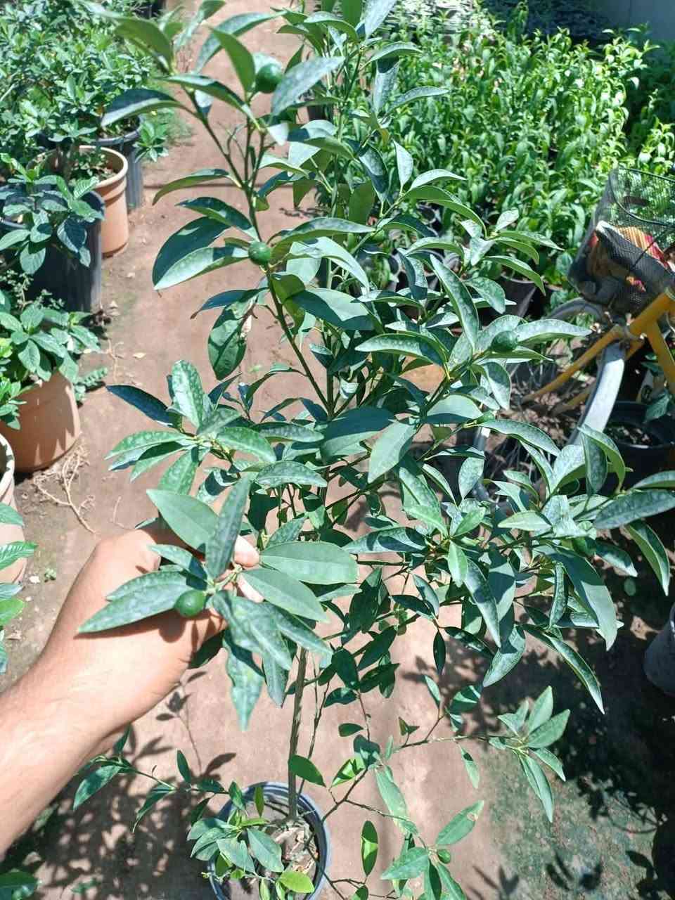 البرتقال القزمي 

الكمكوات

او البرتقال الصيني

متوفر االان  نبته كثيفه مثمره 

ارتفااع  النبته.  متر ونص 
السعر :  ١٠ االف 

عنوان تقاطع سبعه نيسان 

...........
  هي فاكهة من أنواع الموالح ( الحمضيات ) ، ثمارها لونها برتقالي صغيرة الحجم تزن بين 8-10 غم . وهي فاكهة بلون برتقالي صغيرة الحجم تزن بين 8 إلى 10 غرامات . تؤكل الثمرة كلها بقشرها ويتراوح ارتفاع شجرة الكمكوات مابين 8 حتى 15 قدم واشجار الكمكوات لا تتأثر بالبرودة والصقيع.
تختلف عن غيرها من أنواع الحمضيات في أنها تدخل في فترة الشتاء السكون العميق حتى أنها تبقى من خلال عدة اسابيع من الطقس الدافئ لاحقا من دون تكوين نموات جديدة أو تزهر . على الرغم من قدرتها على البقاء تحت ظروف درجات الحرارة المنخفضة ، وأشجار البرتقال الذهبي تعطي إنتاج أفضل وأكبر وأكثر حلاوة في المناطق الأكثر دفئا. و قد تؤكل نيئة. وتعتبر الثمرة ناضجة عندما تصل إلى مرحلة اللون الأصفر والبرتقالي.


**إذا كنت صاحب هذا الإعلان وتريد حذفه لأي سبب، رجاءا أرسل رسالة إلى الدعم الفني**