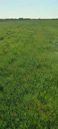 جاير • ٣٠ و ٢٥ دونم • البدير بولان الشرقية