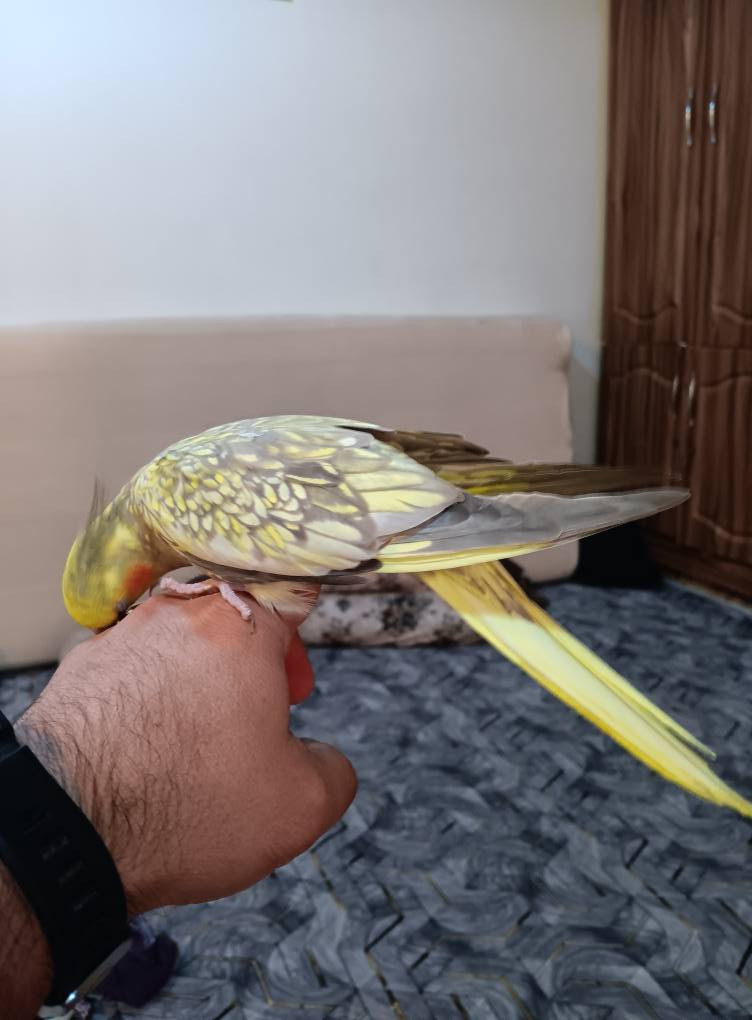 ئەم دووکۆکتێلە مێیەن ماڵین بۆفرۆشتن لەسلێمانی مشتەریت مسج بنێرن السليمانية, العراق


**إذا كنت صاحب هذا الإعلان وتريد حذفه لأي سبب، رجاءا أرسل رسالة إلى الدعم الفني**