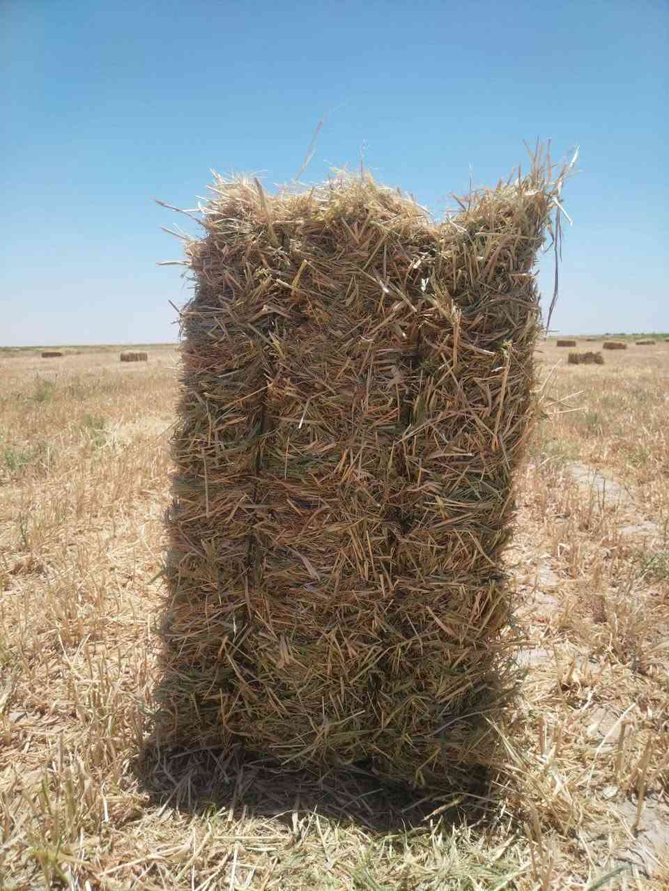 السلام عليكم 0786058203
يوجد تبن دخن + تبن حنطه كفر 
الكميه مفتوحه 
المكان الدوانيه


**إذا كنت صاحب هذا الإعلان وتريد حذفه لأي سبب، رجاءا أرسل رسالة إلى الدعم الفني**