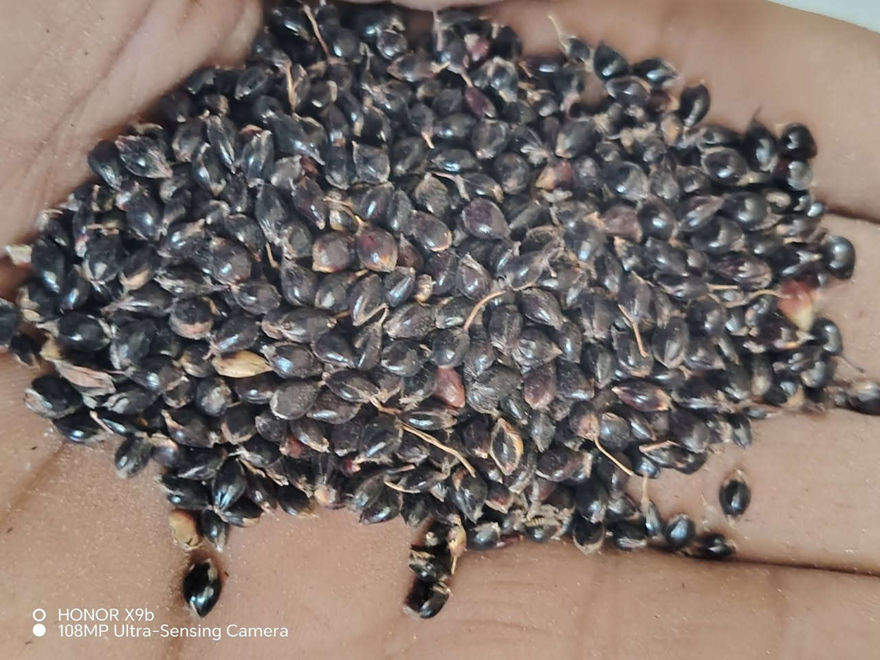 السلام عليكم ورحمة الله وبركاته

جملتنا هي الأفضل تعمل في خدمتكم

إلى أصحاب المحلات التجارية والمزارعون

يعلن مكتب علي العيساوي 🏢 🏢

عن توفر جميع بذور الذره الحشاشه

بيضه حمره سوده صفره 

مع توفر بذور البونيكام

بأسعار انخفاضيه ومناسبه

جمله ## #مفرد

التوصيل مجاني جميع المحافظات
العنوان
بابل الكفل مقابل كراج بني مسلم

***********
*********** كرارالعيساوي
