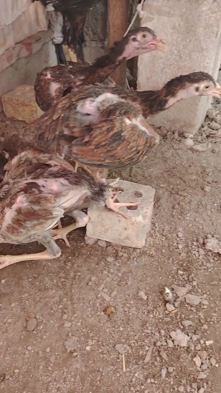السلام عليكم اخوان عندنا هذا الدجاج الهندي دجاج اصلي واحجام كلش حلوه فروج عمر 4 اشهر السعر 150 الف شرط انه يشترين شلع العدد 6 الامهات على الخاص تراسلنا خاص وندز لك الامهات مالتهن


**إذا كنت صاحب هذا الإعلان وتريد حذفه لأي سبب، رجاءا أرسل رسالة إلى الدعم الفني**