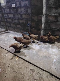 دجاج احمر • ٨ دجاجات • مريش كامل
