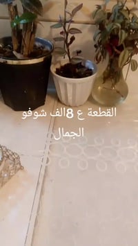 نبات مائي • القطعة