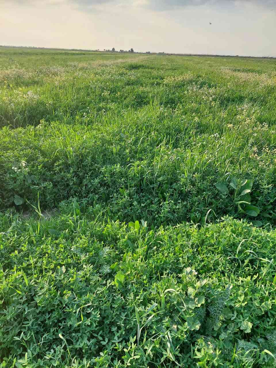 سلام عليكم
12 دونم حشيش تريد سراحه المكان دلمج صدر حوار اي ستفسار ع هاذه الرقم  ***********
