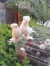 ٥زواج • بخارى • طيرة وفحل