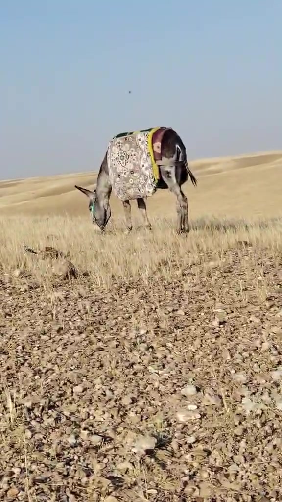 او نێرەکەرە فول ناو ڕانیە بۆفرۆشتن کەلار***********
