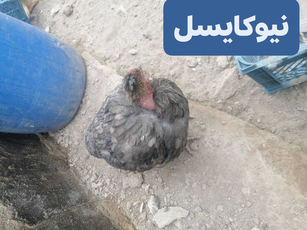 السلام عليكم😊
شبابنه الطيبه متوفر لقاح نيوكاسل زيتي هولندي اصلي
القحلك الطير ب 500 دينار مكاني طارميه
لقح ب500 دينار احسن من ما تخسر حلالك
ومتوفر علاج ((للتنفسيه)) ((وانتفاخ الوجه)) ((والتهاب الامعاء)) ((ولل خرخشه بل صدر)) ((وللرشح)) ((للكوكسيديه)) 
ملاحضه اخوان اني مو بيطري اني مربي وجناي واكثركم تعرفوني يعني من انطيك علاج انطي عن تجربه 
اي استفسار اني بخدمتكم لخاص مفتوح *********** بي واتساب 
(وربي يوفق الجميع)
