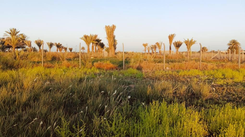 ◽ نصف دونم للبيع في كربلاء
المساحه الف وميتين متر 1200 

 في كربلاء المقدسة، على جهة باب طويريج، قرب قناة كربلاء  يبعد عن الشارع الرئيسي قريب على مدينة الزائرين .
 (واجهة 23 ونصف متر)
الملكية: طابو 25 – تحويل سهم مباشر للمشتري
يحتوي على ، كرفان، بئر ماء مع غطاس
توفر الخدمات بالكامل (كهرباء، ماء، ومولد قريب)
 محاط بـ BRC ومثبت الحدود
 قريب من منطقة سكنية

• الاستخدامات الممكنة:
 بناء فيلا أو دار سكنية
أو دار لاستقبال زوار الإمام الحسين (ع)
أو أي إستثمار اخر

السعر 65 مليون وبيهه مجال قليل

 للاستفسار الاتصال على الرقمين:
 ***********
***********
