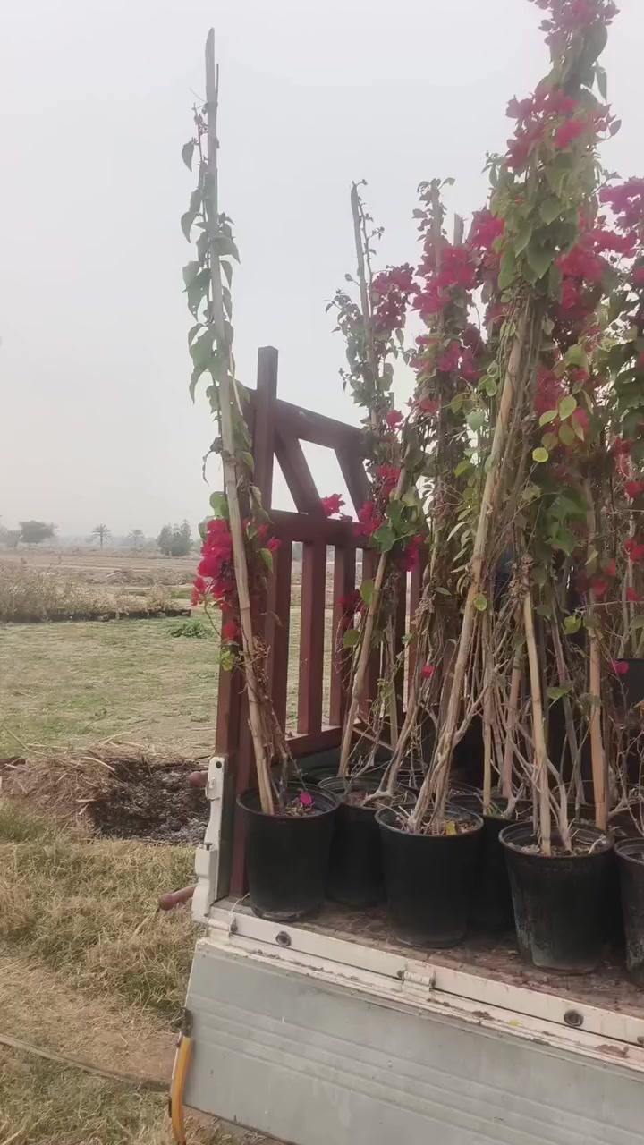 اللهم صل على محمد وآل محمد
تم وصول جهنمي متسلق ‏نفس بصورة لون يخبل وصل ايضاً الاكاسيا المصرية كميات قليلة لحك قبل لا يخلصن 
عنوان مشتلنا مشتل العذاري  شارع زوبع الصوب الصغير


**إذا كنت صاحب هذا الإعلان وتريد حذفه لأي سبب، رجاءا أرسل رسالة إلى الدعم الفني**