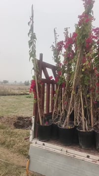 جهنمي متسلق • اكاسيا مصرية • مشتل العذاري