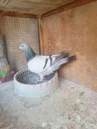 طيـره حلوه • 2025 • بغداد