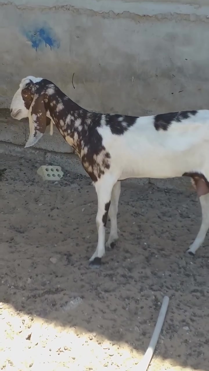 سلام عليكم لبيع عنز شاميه أول بطن عشره شهرين  شرط النصاحه مكان بيجي حي العصري   رقم الهاتف ***********\***********
