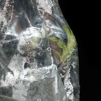 اخوان الي عنده شجره نبك بالبيت ماعليك سوا الاتصال او المراسله ادزلك اق...