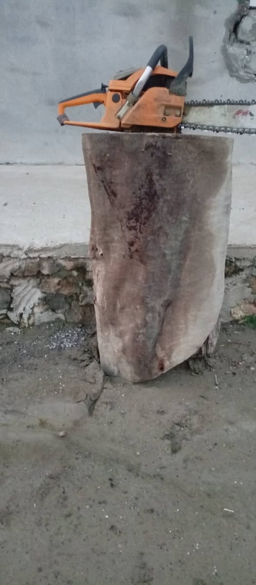 السلام عليكم سجر كالبتس يرهم حطب ويرهم مال گصاصيب
***********
