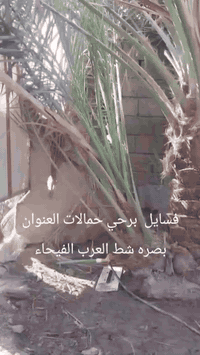 فسائل برحي حر البيع حمالات العنوان بصره شط العرب الفيحاء ***********
