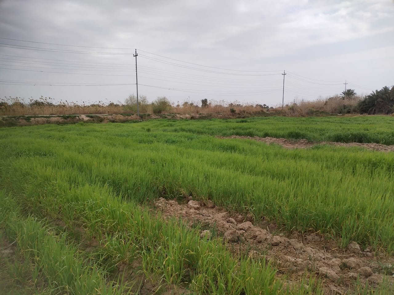 سلام عليكم البيع كاع زراعيه المساحه ١٠ دوانم ونص واجهيه شارع وبيهه شاطيه على شط الغراف بل مصيفي من تعبر الجسر الخشب القديم بيهه كل الخدمات مدارس تبليط مركز صحي الاستفسار *********** ما متواجد عل نت
