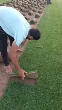 ثيل هندي للبيع درجه اولى وباسعار مناسبة واصلك البيت الحجز خاص 07823919...