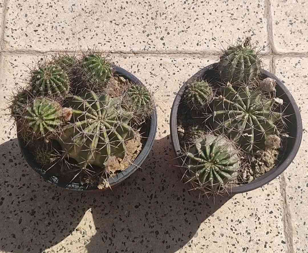 جميع انواع المكحله الف ونص السندان 
الصباريات ٢٠٠٠
الصالون ٤٠٠٠
ذيل الثعلب ٣٠٠٠
توصيل فقط لاغلب احياء الموصل 
للطلب يرجى مراسلة الصفحة


**إذا كنت صاحب هذا الإعلان وتريد حذفه لأي سبب، رجاءا أرسل رسالة إلى الدعم الفني**