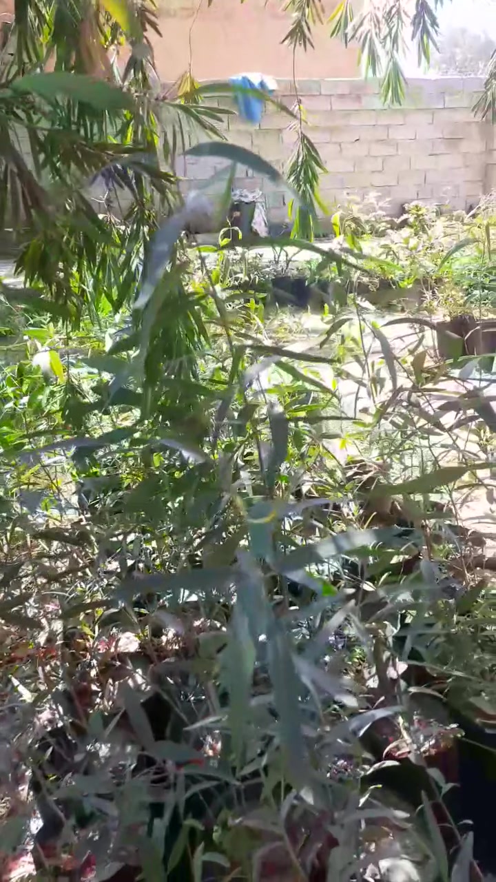 كالبتوز اسود
و كالبتوز ابيض 

اخوان رجاءا و بدون احراج الاسعار ثابتة و هدايا ماكو 

المكان بابل إسكندرية 

سعر الكالبتوز الأسود الشتلة ب ألف دينار و اذا ١٠٠ شتلة و فوق على ٨٥٠ دينار 

الكالبتوز الابيض ب ٨٥٠ دينار


**إذا كنت صاحب هذا الإعلان وتريد حذفه لأي سبب، رجاءا أرسل رسالة إلى الدعم الفني**