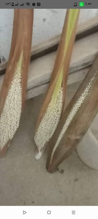 ٣قطع • توصيل