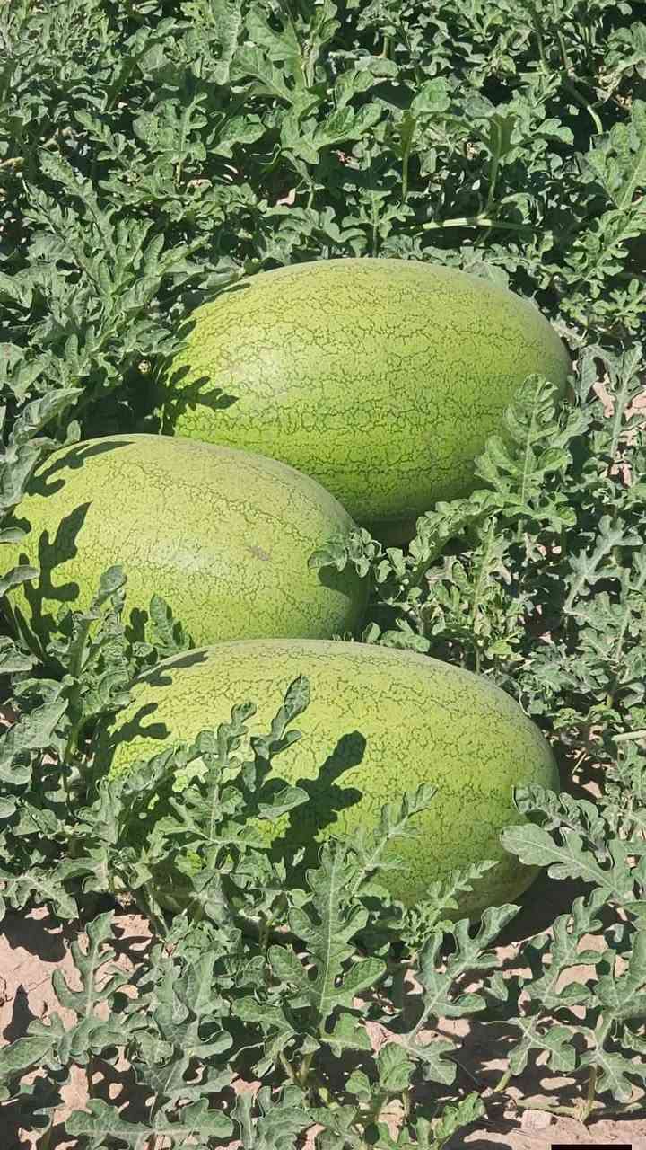 السلام عليكم ع بركه الله وصول ركي تورنادو إلى مكتب باسم الاابرهيمي العنوان الحيدرية الحولي رقم الهاتف ***********
ركي تورنادو,,,,1000بذره 
ضمان وامان وجوده عاليه
