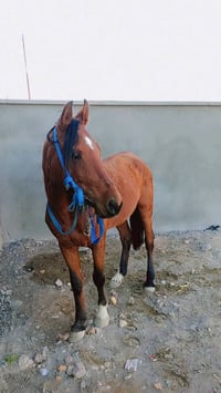 خوان حصان للبيع وصل 500 اذا اكو مراوس موطور نضيف حسب القناعة ادمن وافق...