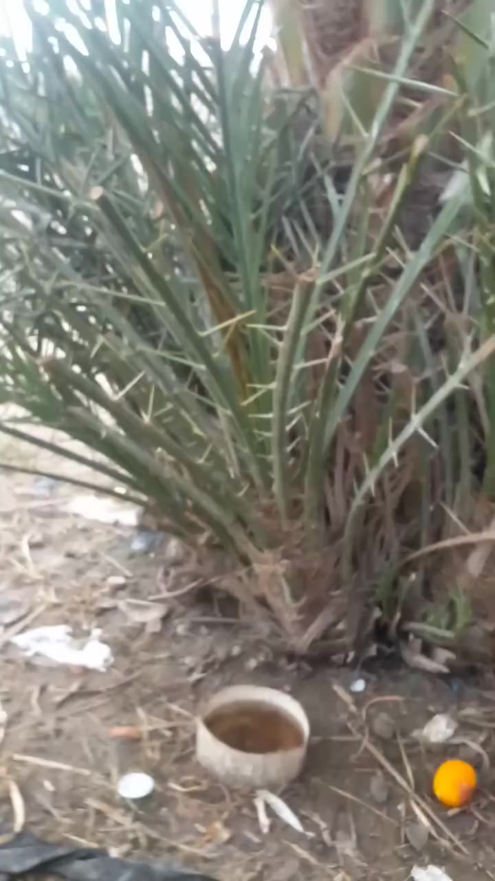 فسايل حلاوي وساير السعر مشلوع ومنظف ب ١٠ الاف ما مشلوع  ب ٥ الاف  هوير شلهة الحجاج  .


**إذا كنت صاحب هذا الإعلان وتريد حذفه لأي سبب، رجاءا أرسل رسالة إلى الدعم الفني**